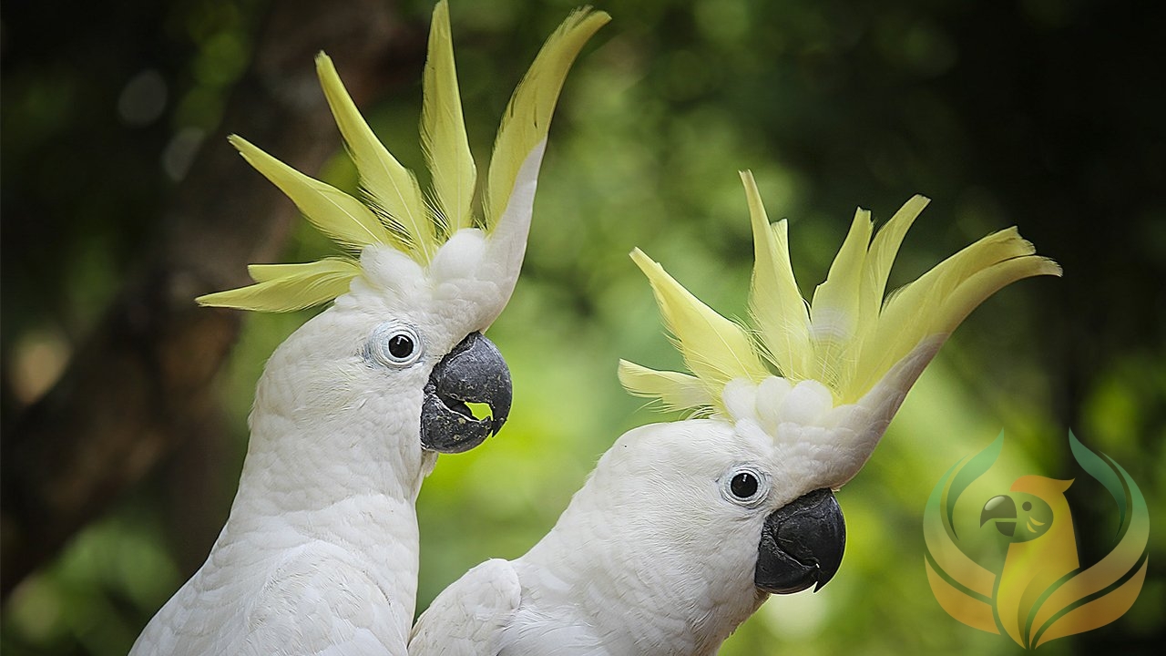 Safe & Unsafe Plants For Birds