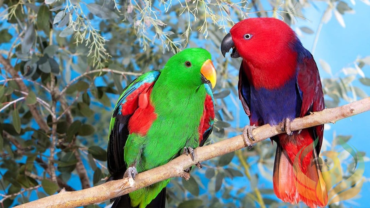 How Do Parrot Feathers Change Color?