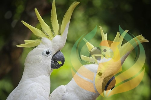 Safe & Unsafe Plants For Birds