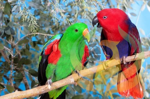 How Do Parrot Feathers Change Color?