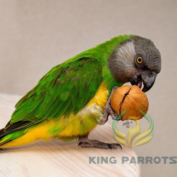 ببغاء سنغالي