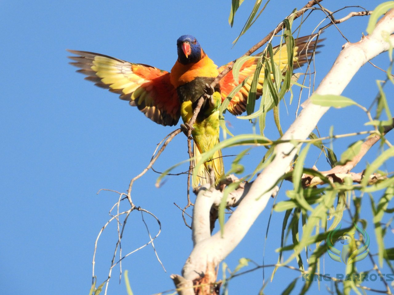 10 FACTS ABOUT RAINBOW LORIKEETS