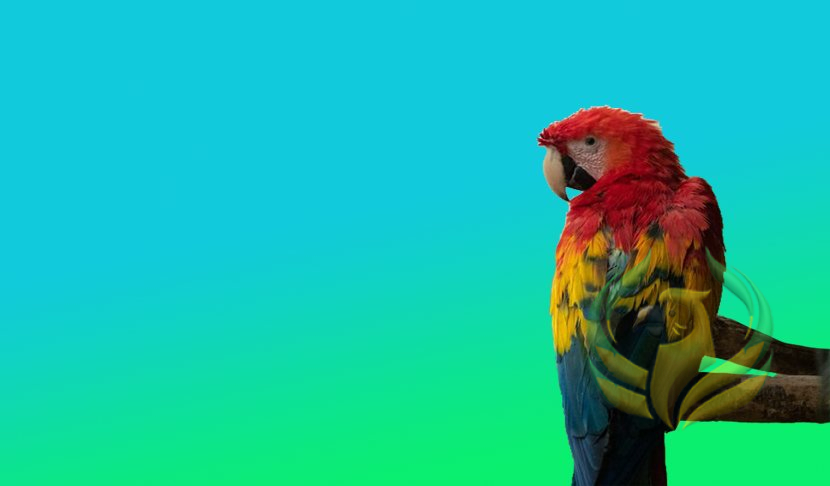 How To Regain A Parrot’s Trust?