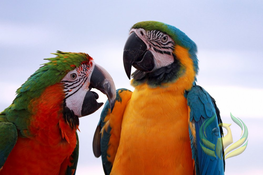 How To Introduce Parrots To Each Other?