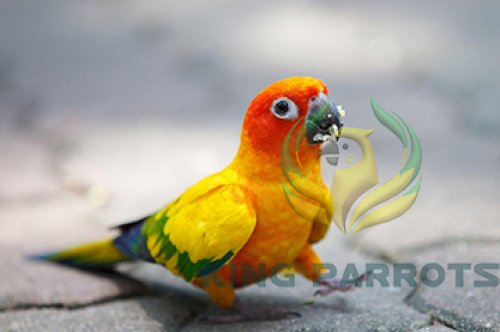 Small Conure Ownership Essentials