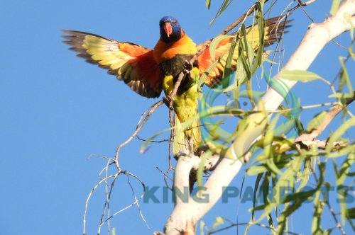 10 FACTS ABOUT RAINBOW LORIKEETS