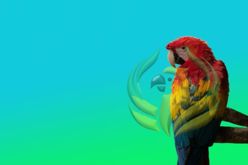 How To Regain A Parrot’s Trust?