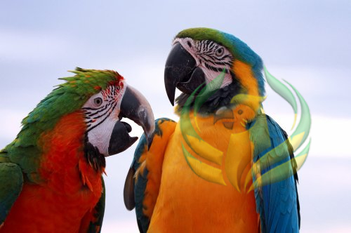 How To Introduce Parrots To Each Other?