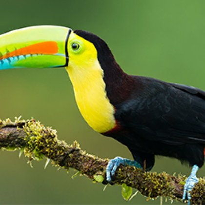 Quaker