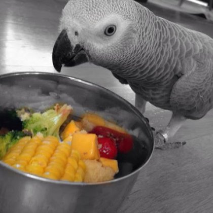 African Grey (Casco)