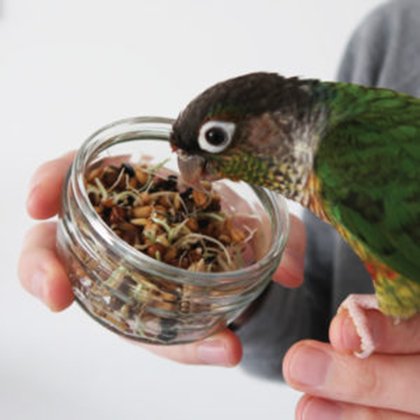Seeds and Beans