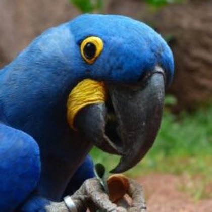 Parrot Treats