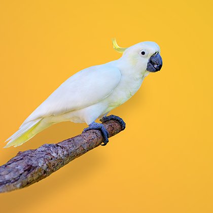 Cockatoos