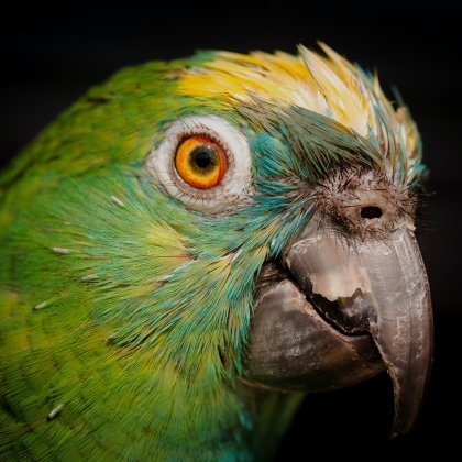 Amazon Parrots