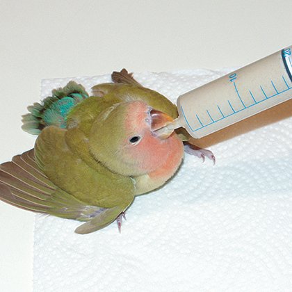 HAND-FEED