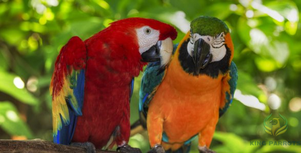 DNA Sexing for Gender Determination