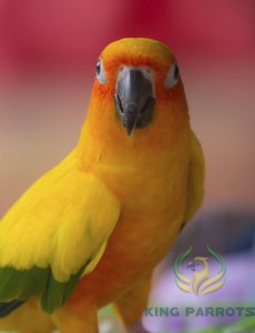 DNA Sexing for Gender Determination