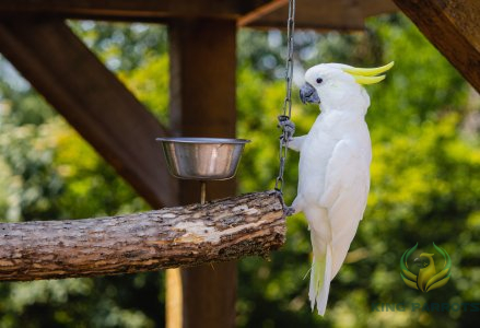 The Moluccan Cockatoo