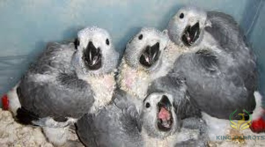 African Grey-Casco ( Baby )