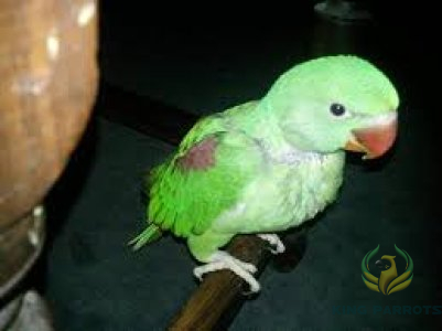 Alexandrine Green Parrots- Nebali  ( Baby )