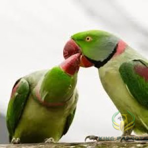 Alexandrine Green Parrots- Nebali  ( Pair )