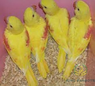 Alexandrine Lutino Parrots-Nebali ( Baby )