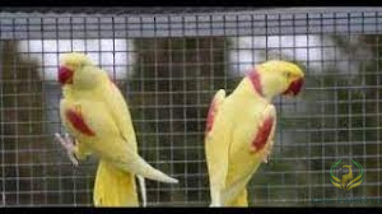 Alexandrine Lutino Parrots-Nebali ( Pair )