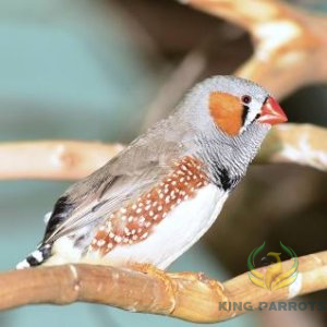 Australian zebra finch
