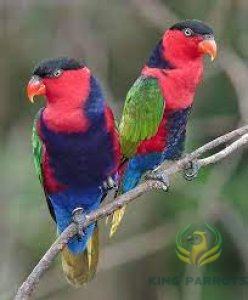 Black cap Lori( Pair )