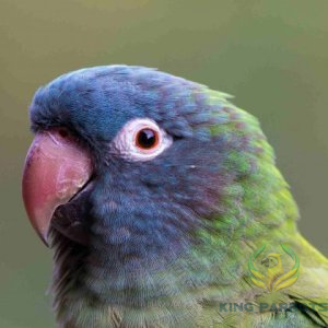 Black Cap Parrot