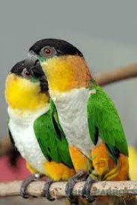 Black headed bellied caique (PAIR )