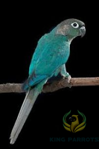 BLUE CONURE ( BABY )