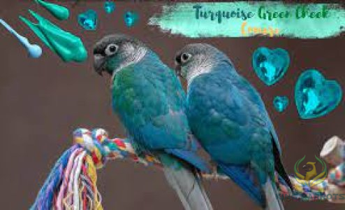 Blue Turquoise  ( PAIR )