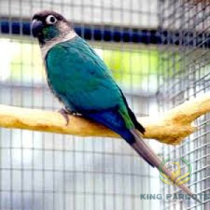 Blue Turquoise ( BABY)