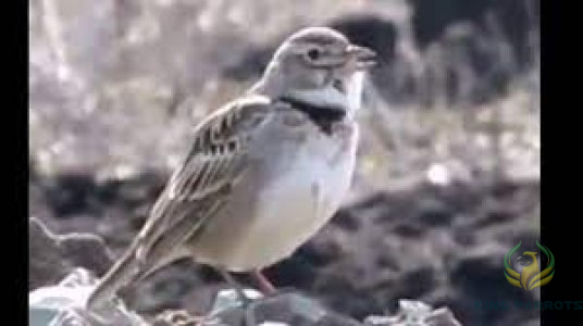 Canary turghah-طرغه ايراني