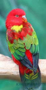 Chattering LorI ( BABY )