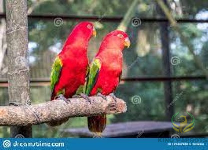 Chattering LorI (PAIR )