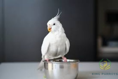 Cockatiel albino (Baby)