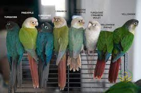 CONURE MIX COLOR ( BABY )