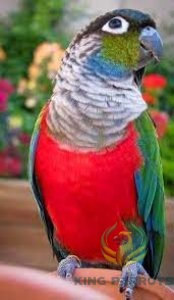 crimson conure (BABY)