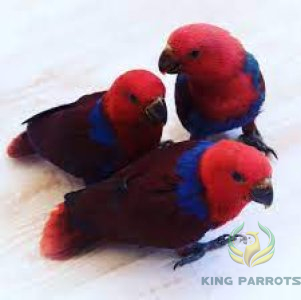 Eclictous fouz mairi (BABY)