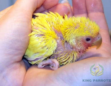 love bird lutino (Baby)