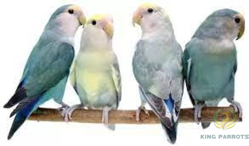 love bird MIX COLOR (BABY)