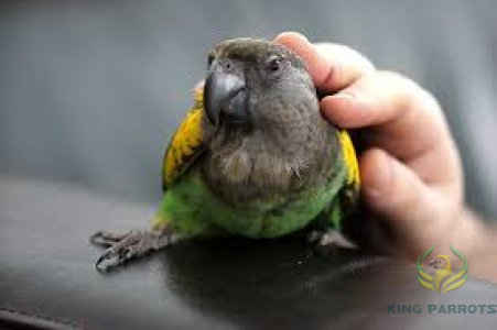 Meyeri Parrots ( Baby)