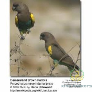 Meyeri Parrots (Pair)