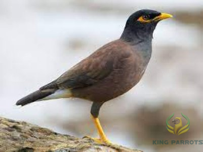 myna birds- kwi