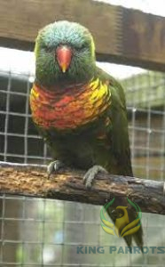 Olive-headed lorikeet