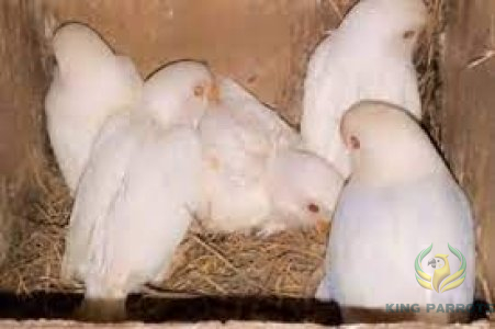 Pacific parrotlet albino red eyes ( BABY )