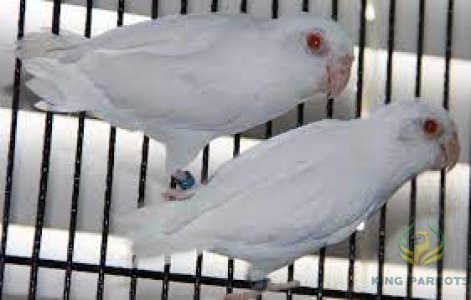 Pacific Parrotlet Albino Red Eyes ( PAIR )