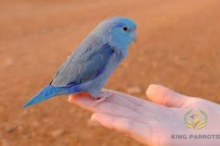 Pacific Parrotlet Blue ( BABY )